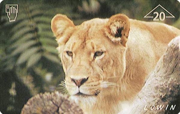 lioness